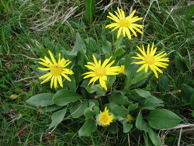 sono uguali'' - Senecio cfr. doronicum